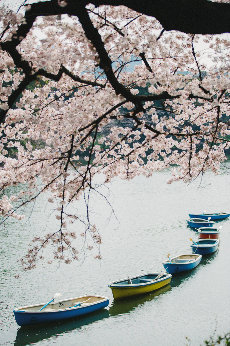 sakura tokyo japan pre wedding photography 2-2