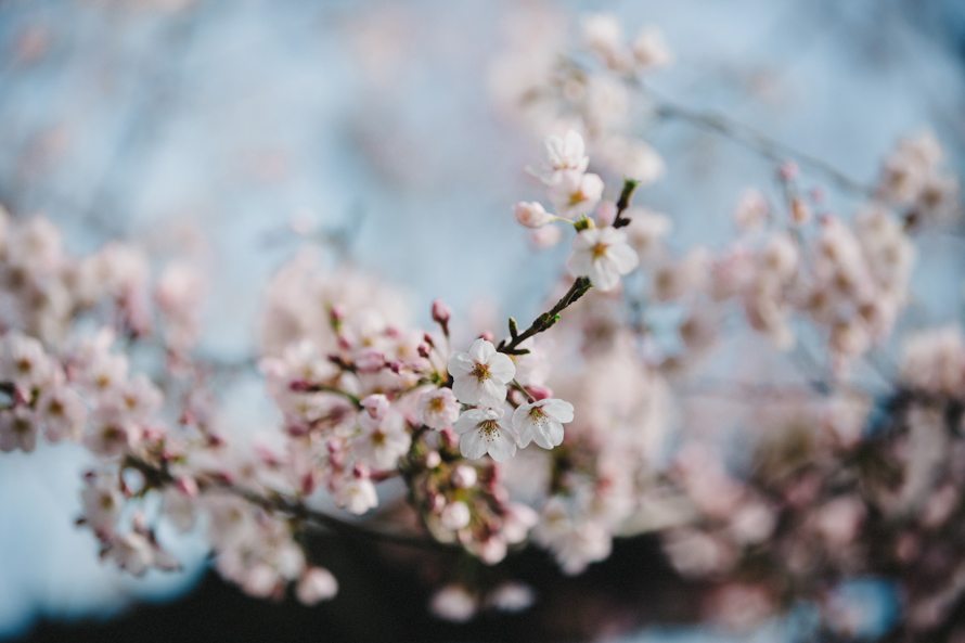 sakura tokyo japan pre wedding photography 29