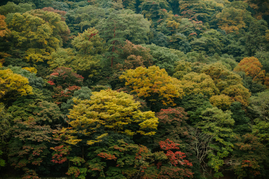kyoto japan autumn pre wedding photography