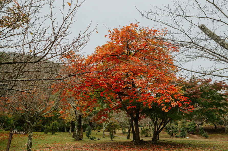 kyoto japan autumn pre wedding photography