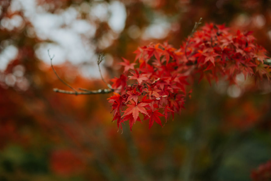 kyoto japan autumn pre wedding photography