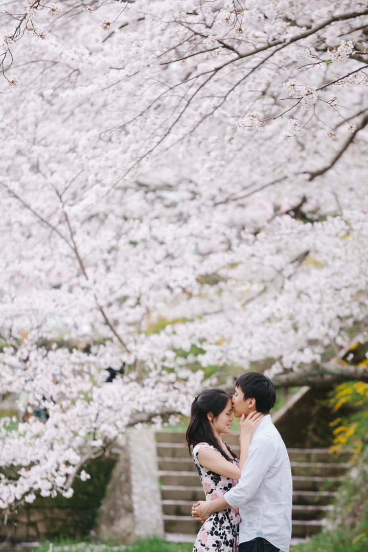 cherry blossom sakura kyoto japan pre wedding photography2351