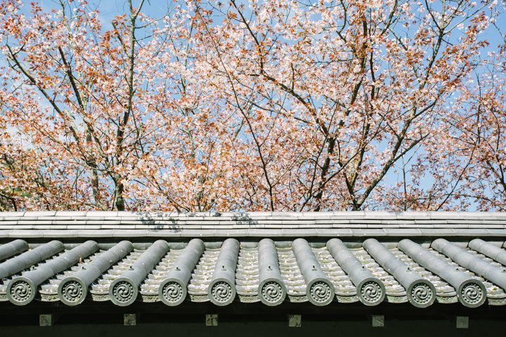 cherry blossom sakura kyoto japan pre wedding photography_5870