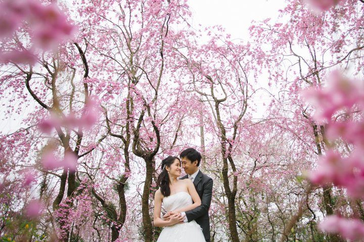 cherry blossom sakura kyoto japan pre wedding photography