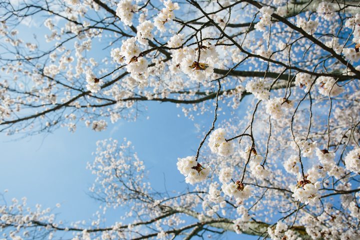 cherry blossom sakura kyoto japan pre wedding photography