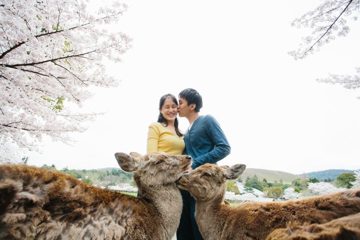 cherry blossom sakura kyoto japan pre wedding photography_6848