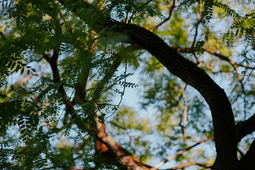 harold boas garden and pagoda perth wedding photography