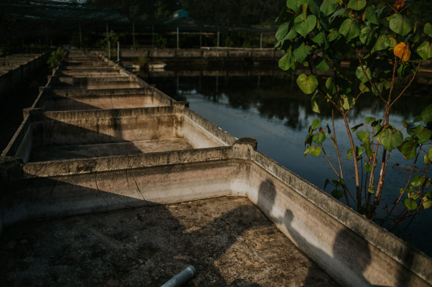 abandoned fish farm singapore pre wedding photography