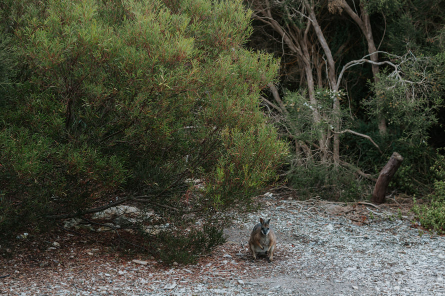Adelaide and Kangaroo Island Road Trip Pre Wedding Photography