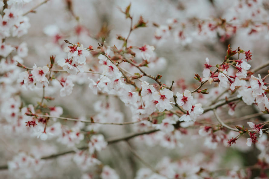 Mount Fuji Tokyo Japan Sakura Pre Wedding Photography