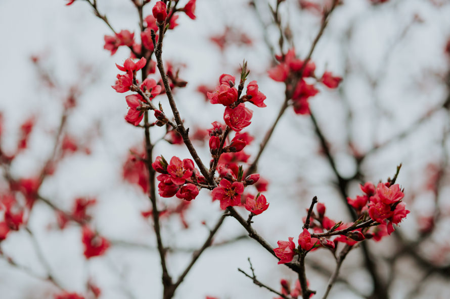 Mount Fuji Tokyo Japan Sakura Pre Wedding Photography