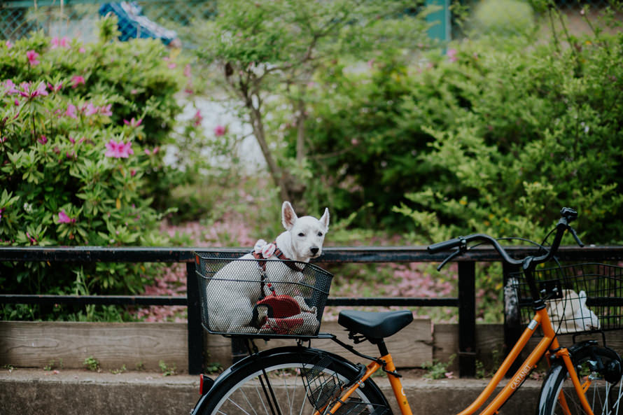 Mount Fuji Tokyo Japan Sakura Pre Wedding Photography