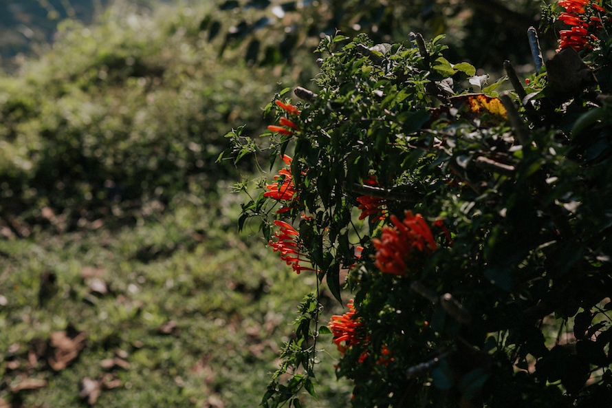 Chiang Rai Prewedding Photography