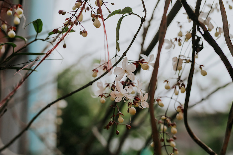 Intimate Backyard Wedding Singapore Wedding Photographer
