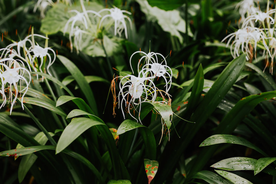 Botanico Singapore Wedding Photography