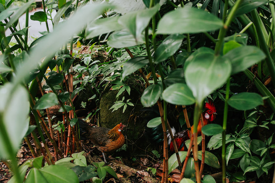 Botanico Singapore Wedding Photography