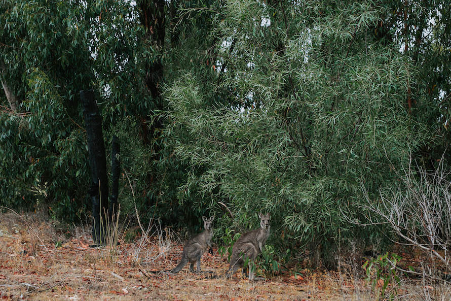 Melbourne Pre Wedding Photography
