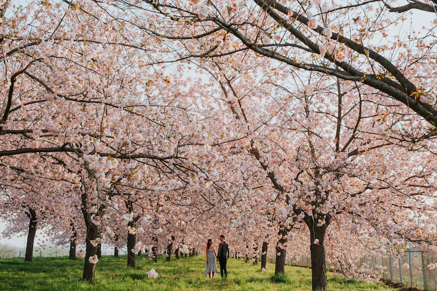 Nagano Springtime Prewedding Photography