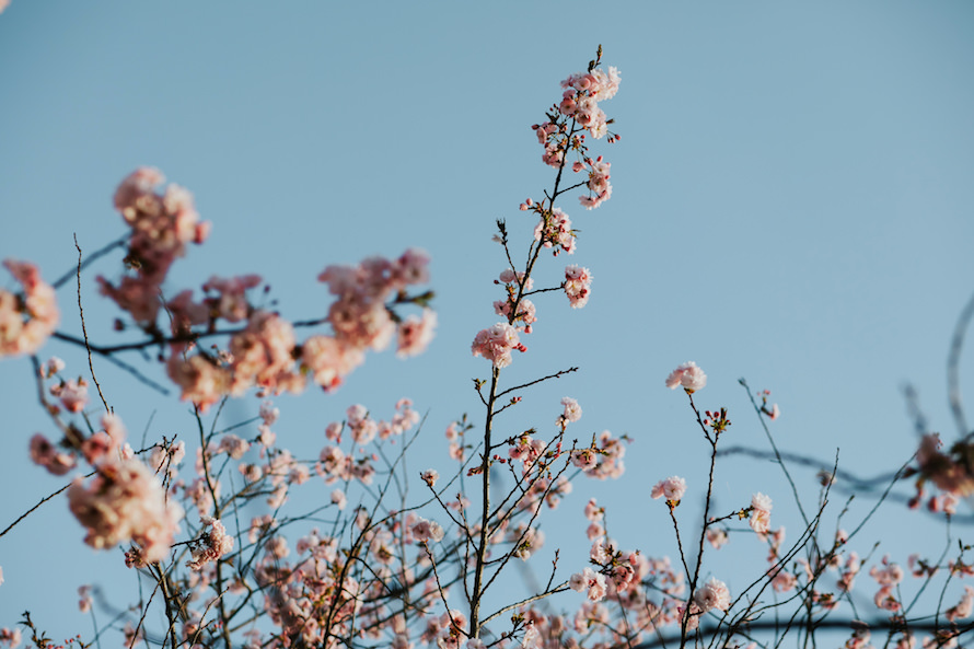 Nagano Springtime Prewedding Photography