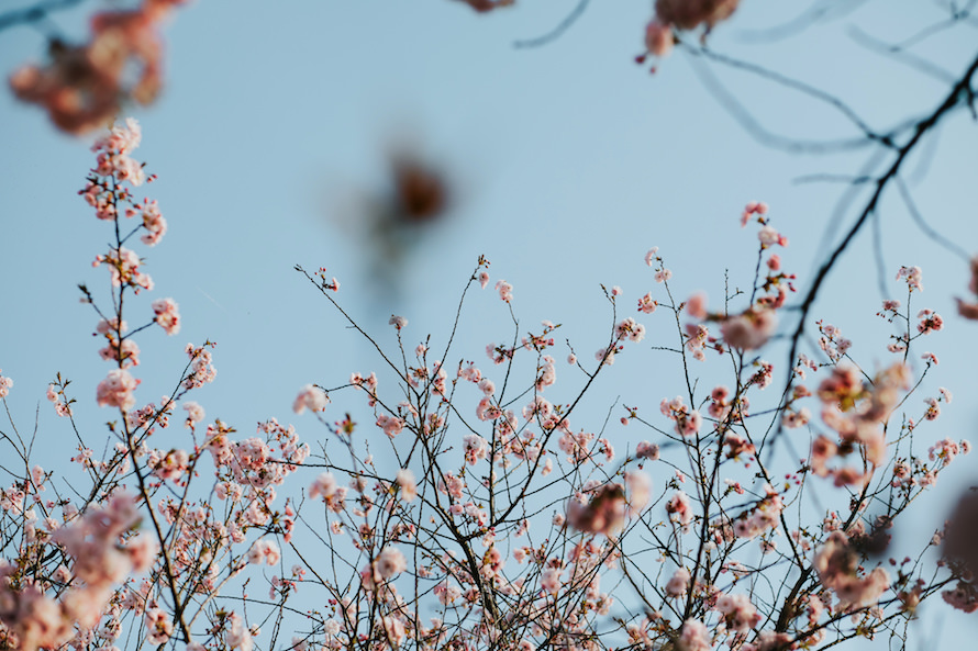 Nagano Springtime Prewedding Photography