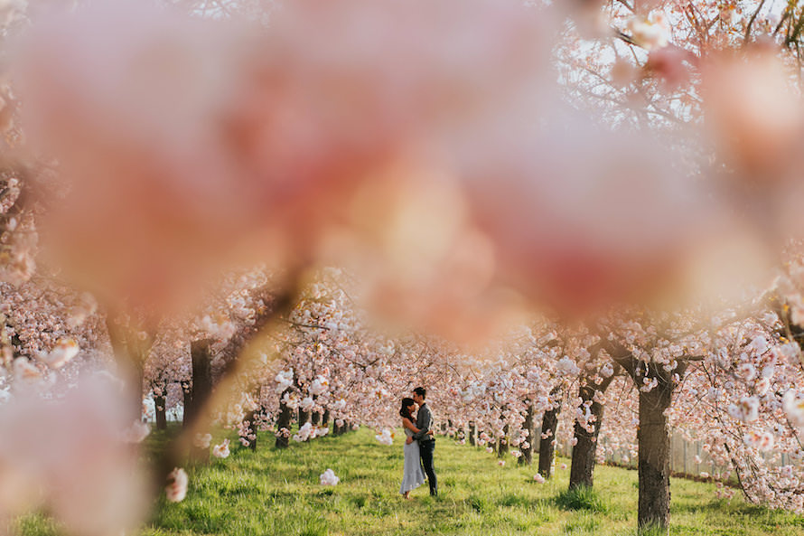 Nagano Springtime Prewedding Photography