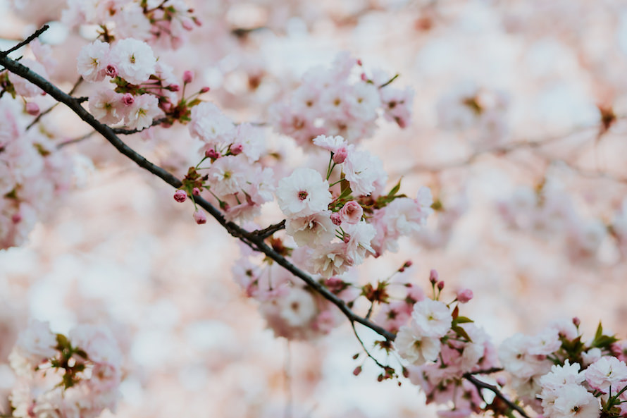 Nagano Springtime Prewedding Photography