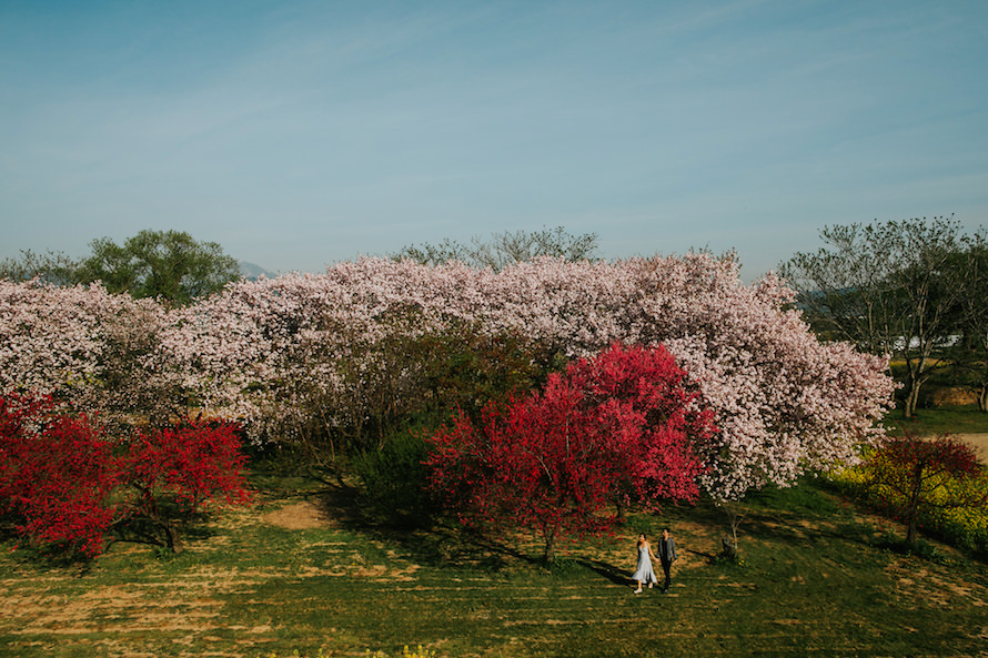 Nagano Springtime Prewedding Photography