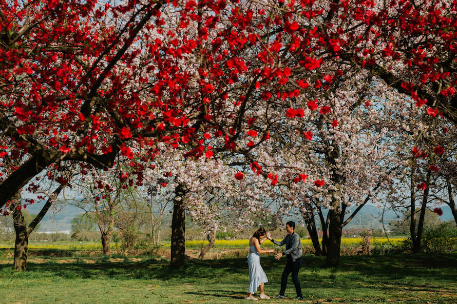 Nagano Springtime Prewedding Photography