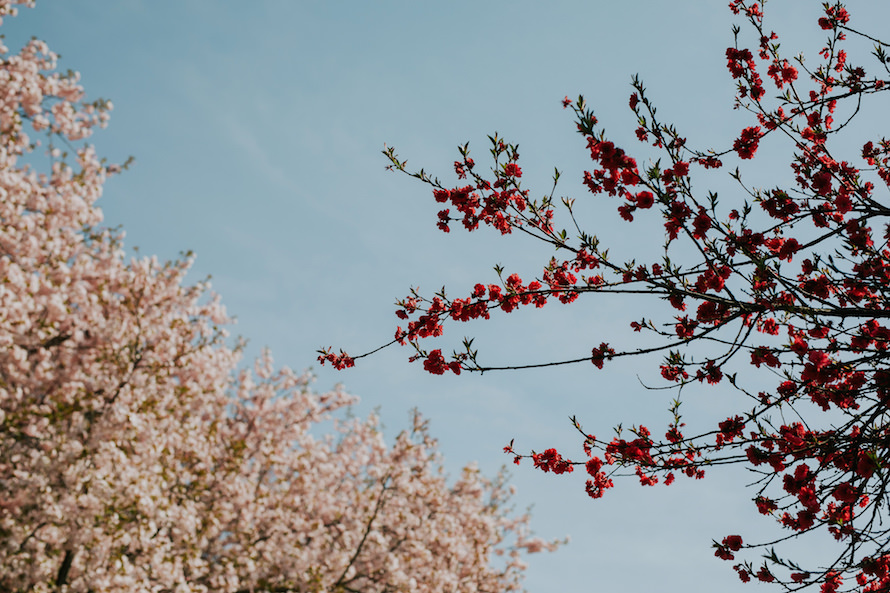 Nagano Springtime Prewedding Photography
