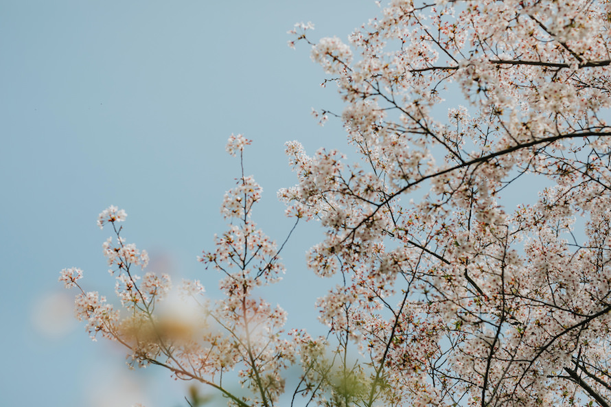 Japan Elopement Photography