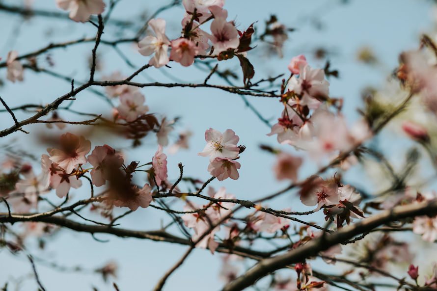 Japan Elopement Photography