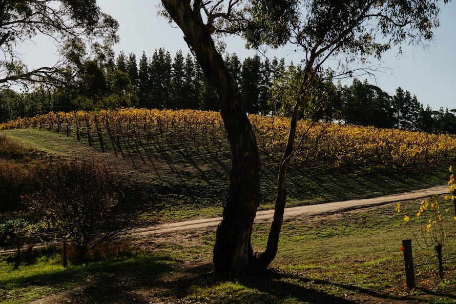 Adelaide Prewedding Photography