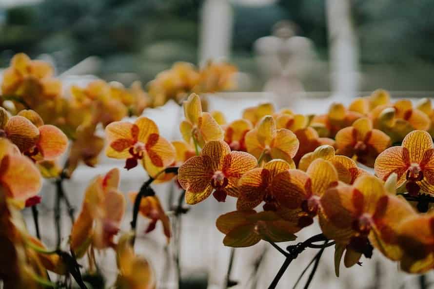 Vineyard Solemnisation Singapore Wedding Photography