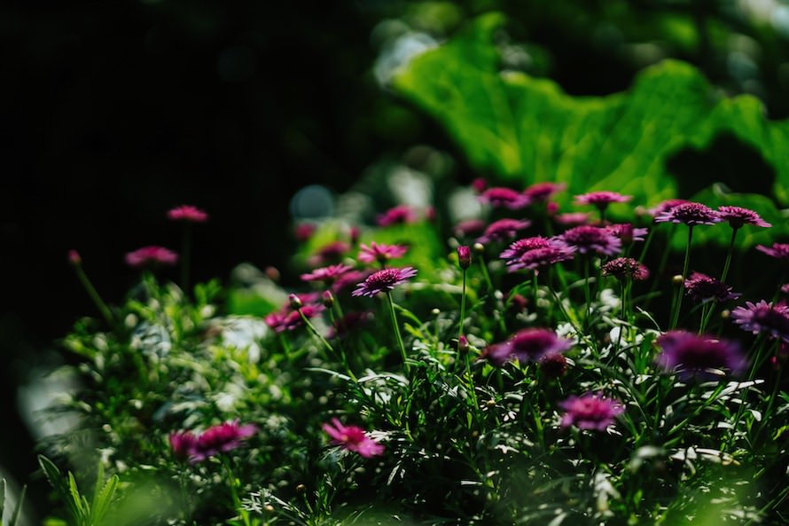 Pollen Gardens By The Bay Wedding