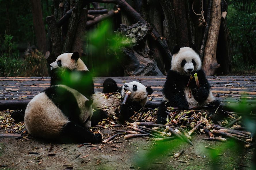 Sichuan Adventure Photography