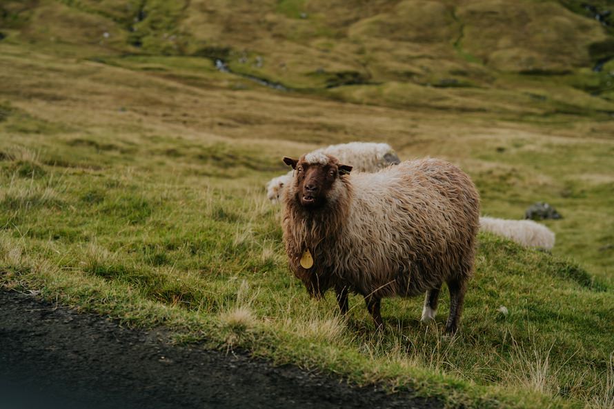 Saksun Faroe Islands Prewedding Photography
