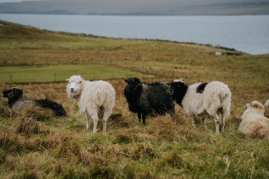 Saksun Faroe Islands Prewedding Photography