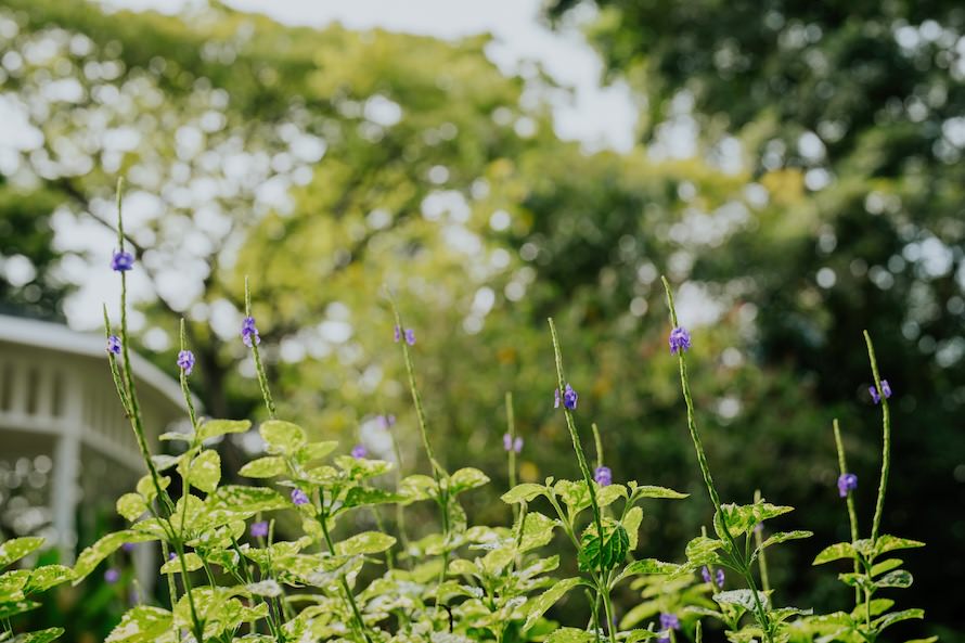 Hort Park Sunrise Singapore Prewedding Photography