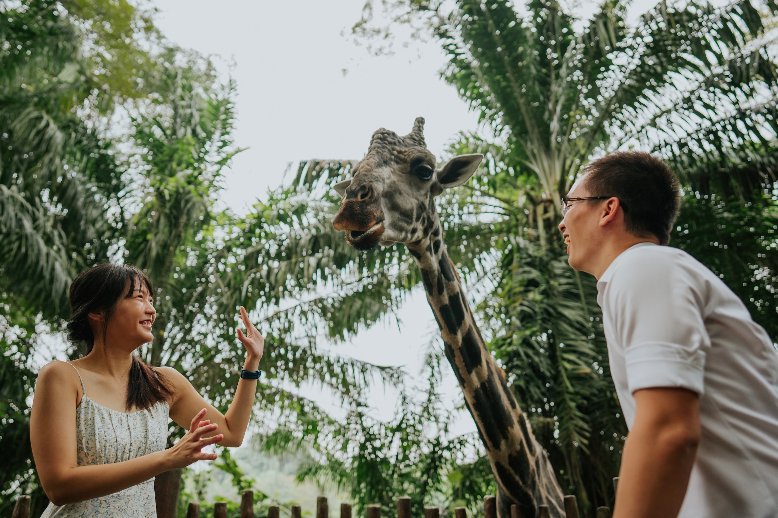 Zi Feng + Shu Jun // Mandai Zoo Wedding