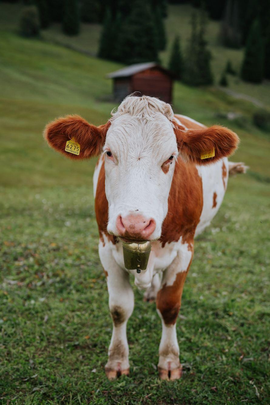 Dolomites Italy Pre Wedding Photography