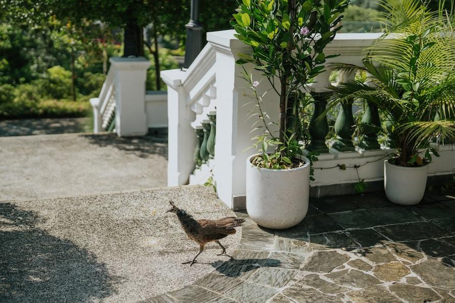 1-flowerhill Sentosa Singapore Wedding Photography